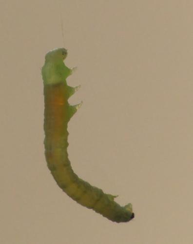 Réf. 281 099 : Theria primaria